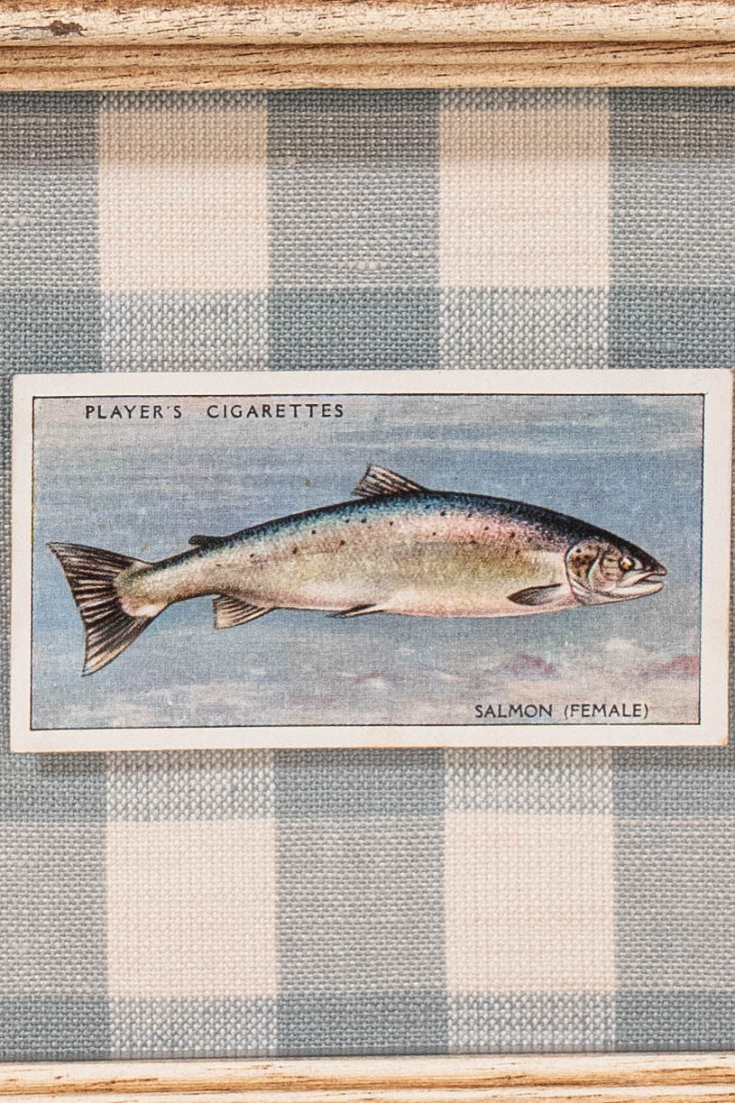 Vintage British Collector’s Cigarette ‘Salmon’ Fish Card | Custom Float Mount on Chelsea Textiles Check Fabric in Vintage Frame