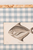 Load image into Gallery viewer, SET of 6 Antique English Fish Engravings (c. 1805) | Mounted on Chelsea Textiles Check 'Antique Blue' Fabric in Custom Contemporary Pale Burl Wood Frames
