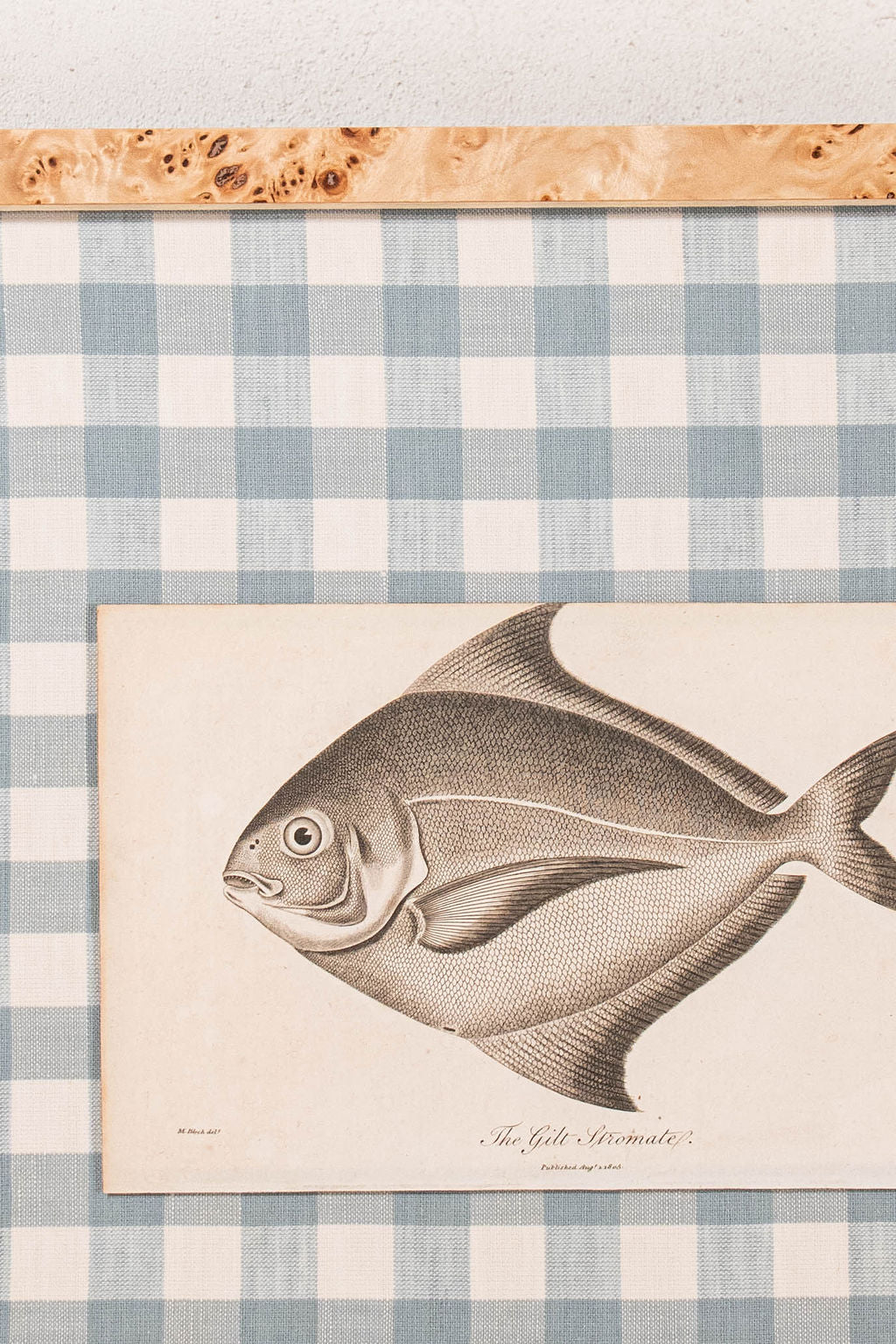 SET of 6 Antique English Fish Engravings (c. 1805) | Mounted on Chelsea Textiles Check 'Antique Blue' Fabric in Custom Contemporary Pale Burl Wood Frames