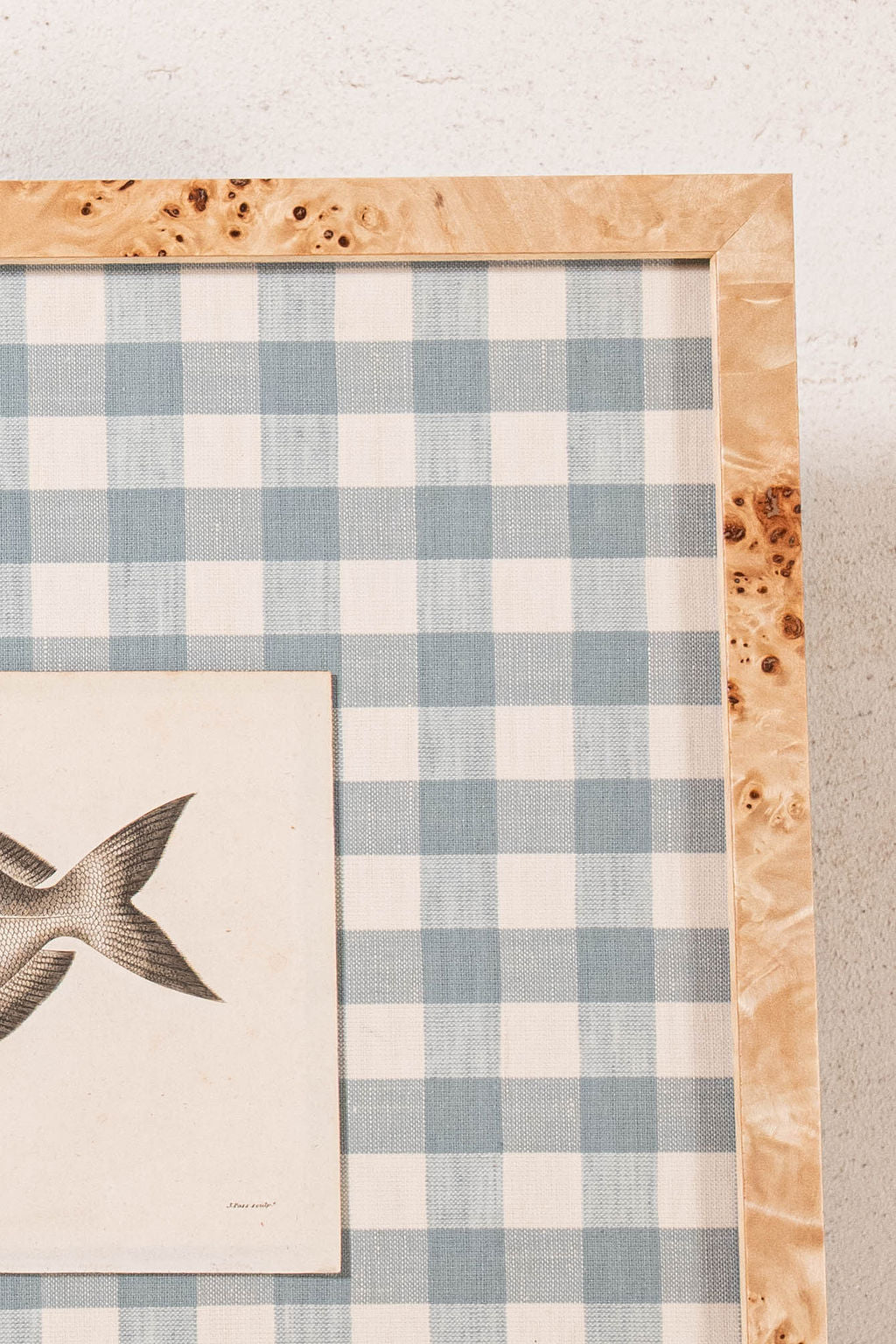 SET of 6 Antique English Fish Engravings (c. 1805) | Mounted on Chelsea Textiles Check 'Antique Blue' Fabric in Custom Contemporary Pale Burl Wood Frames