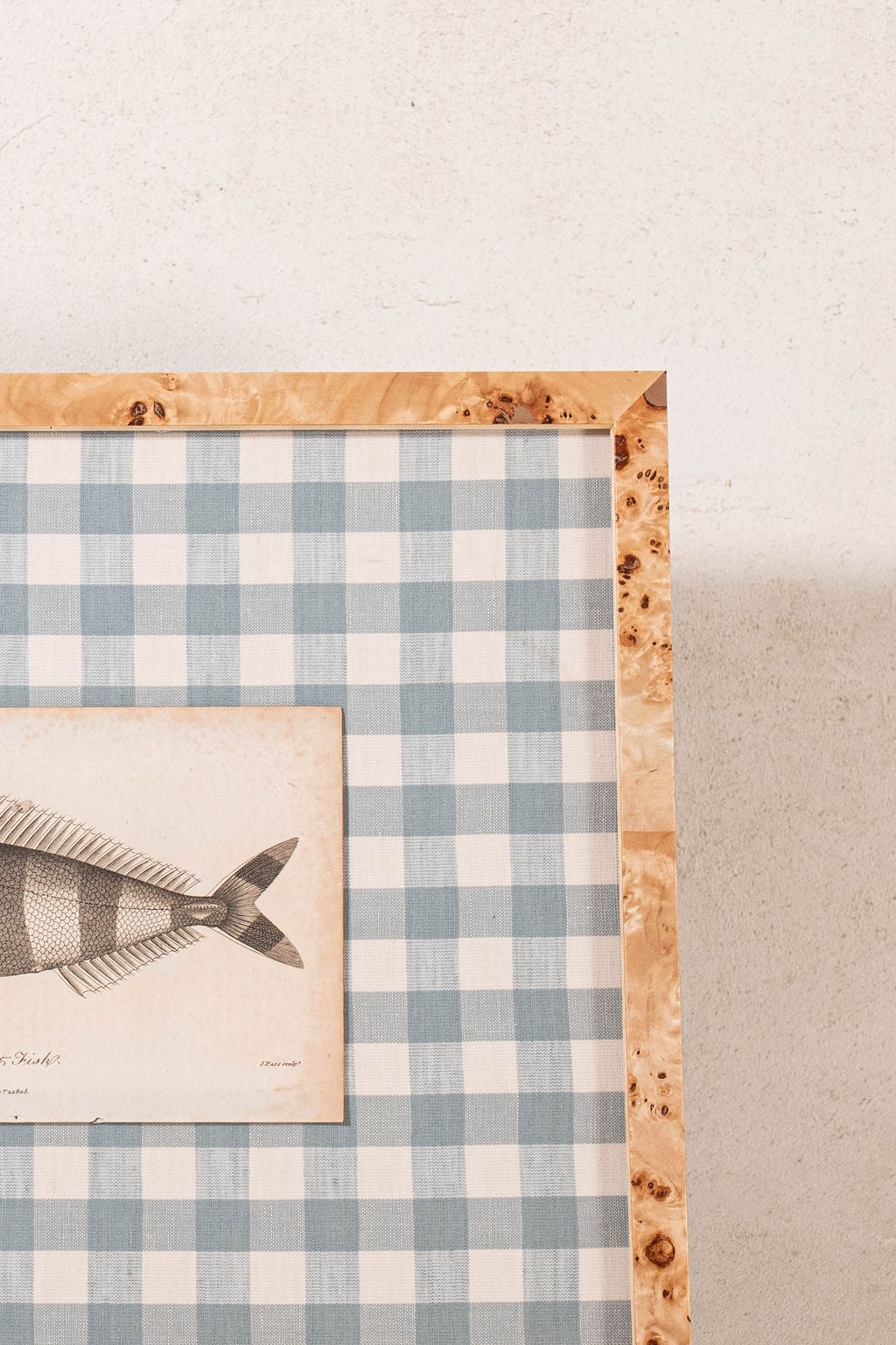 SET of 6 Antique English Fish Engravings (c. 1805) | Mounted on Chelsea Textiles Check 'Antique Blue' Fabric in Custom Contemporary Pale Burl Wood Frames