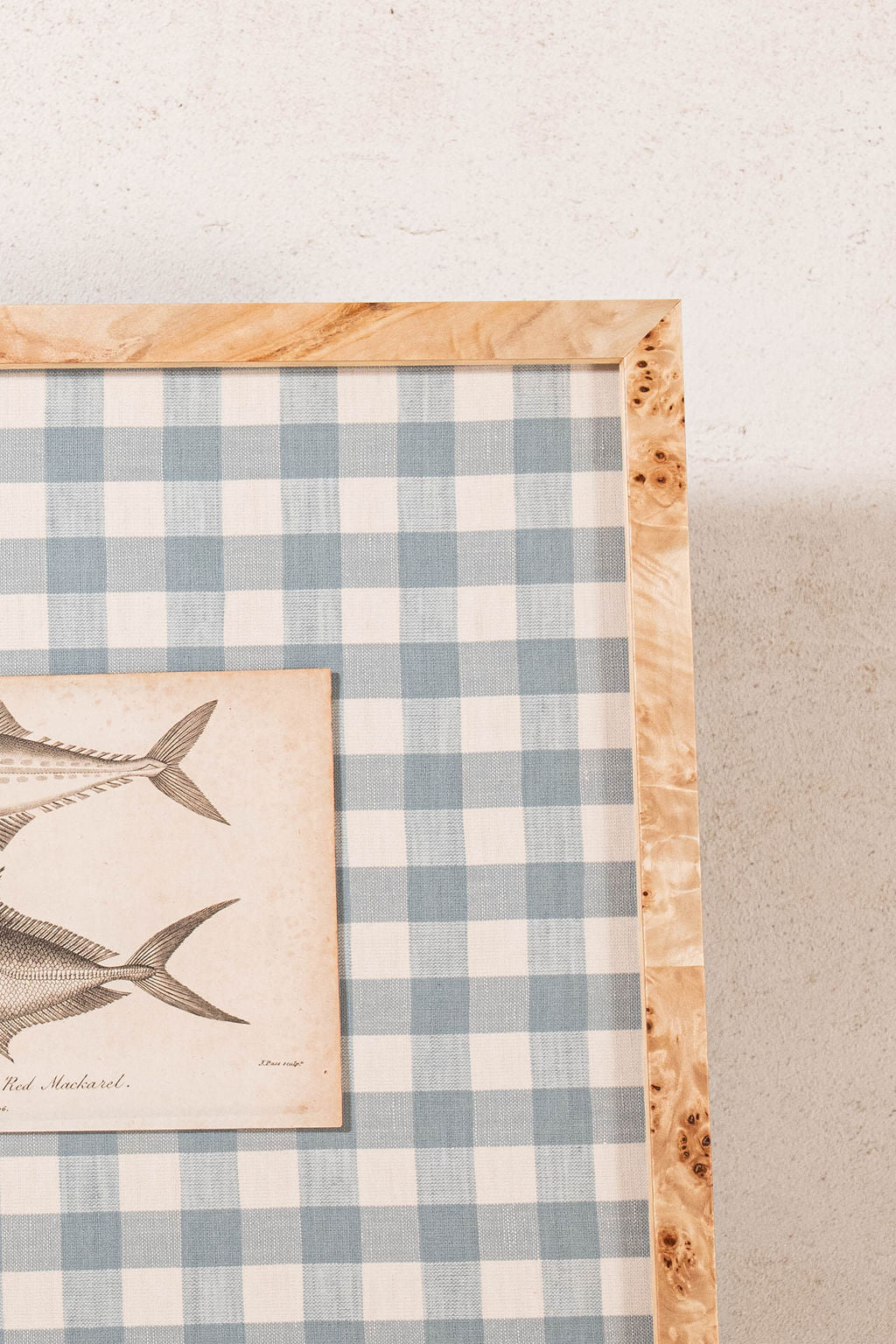 SET of 6 Antique English Fish Engravings (c. 1805) | Mounted on Chelsea Textiles Check 'Antique Blue' Fabric in Custom Contemporary Pale Burl Wood Frames