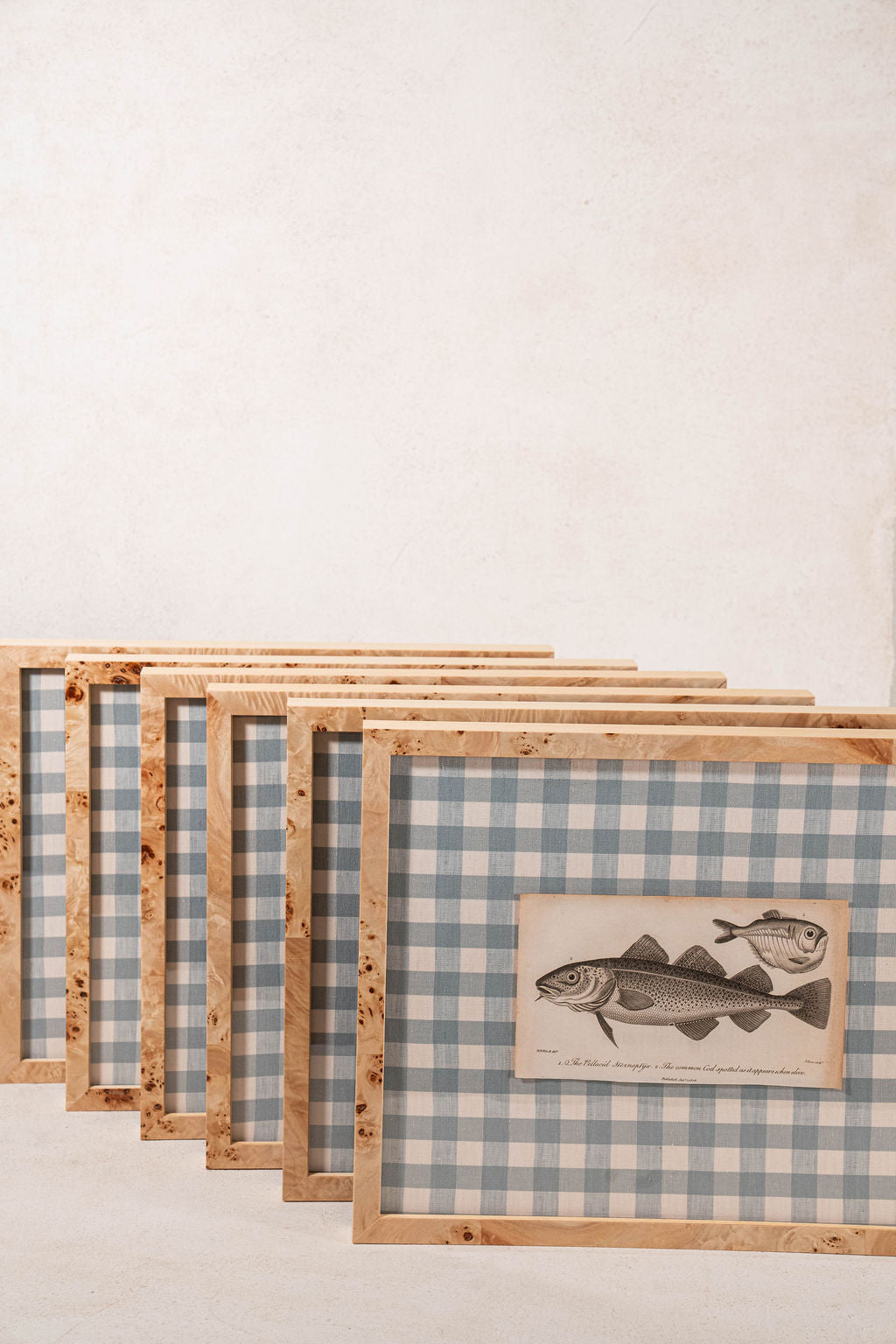 SET of 6 Antique English Fish Engravings (c. 1805) | Mounted on Chelsea Textiles Check 'Antique Blue' Fabric in Custom Contemporary Pale Burl Wood Frames
