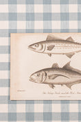 Load image into Gallery viewer, SET of 6 Antique English Fish Engravings (c. 1805) | Mounted on Chelsea Textiles Check 'Antique Blue' Fabric in Custom Contemporary Pale Burl Wood Frames
