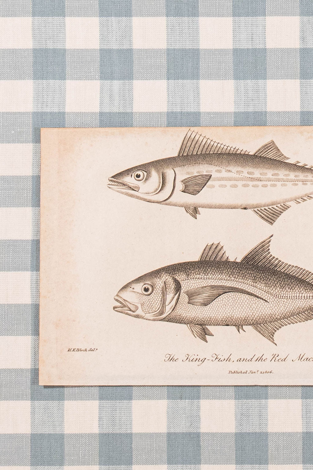 SET of 6 Antique English Fish Engravings (c. 1805) | Mounted on Chelsea Textiles Check 'Antique Blue' Fabric in Custom Contemporary Pale Burl Wood Frames