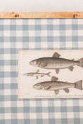 Load image into Gallery viewer, SET of 6 Antique English Fish Engravings (c. 1805) | Mounted on Chelsea Textiles Check 'Antique Blue' Fabric in Custom Contemporary Pale Burl Wood Frames
