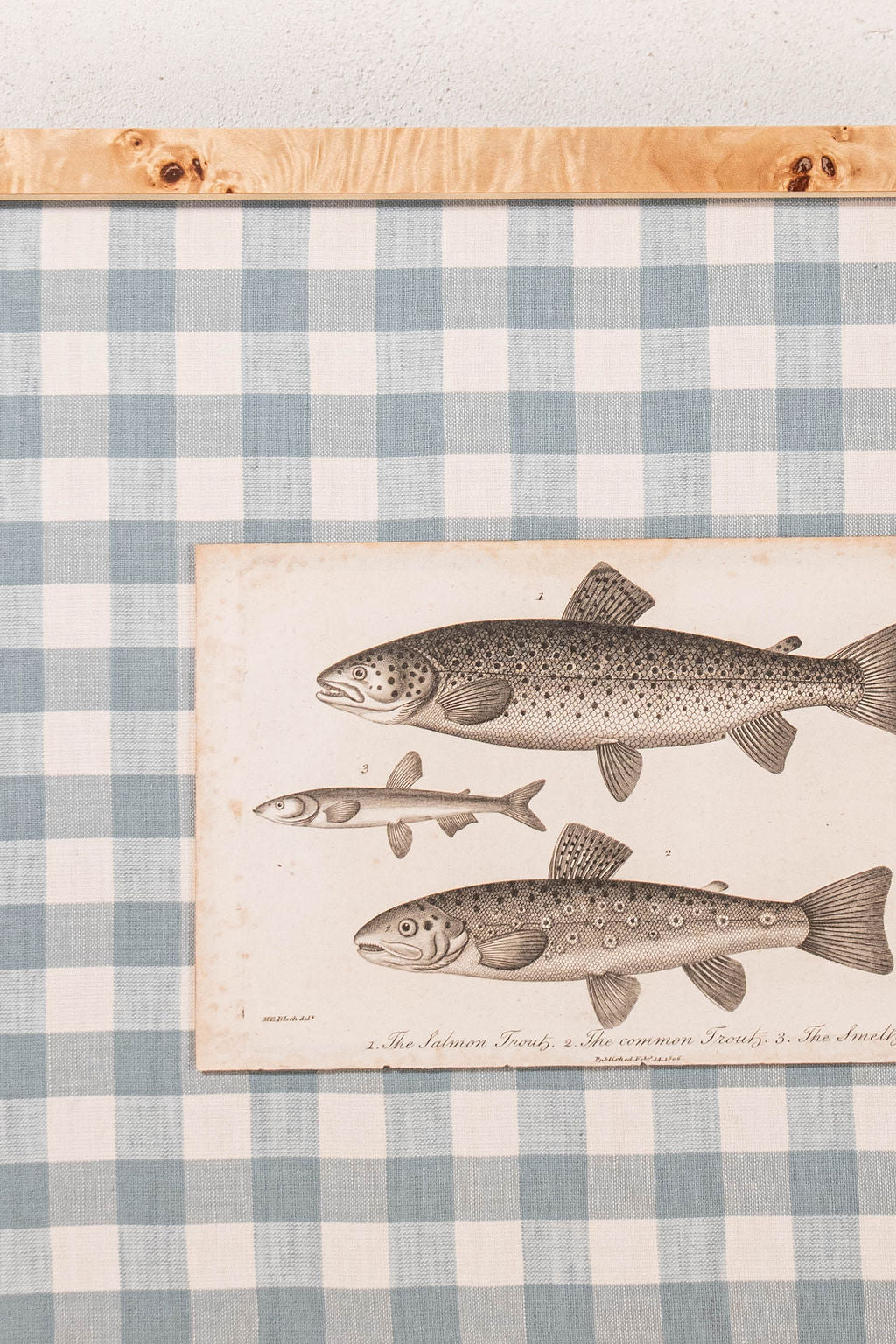 SET of 6 Antique English Fish Engravings (c. 1805) | Mounted on Chelsea Textiles Check 'Antique Blue' Fabric in Custom Contemporary Pale Burl Wood Frames
