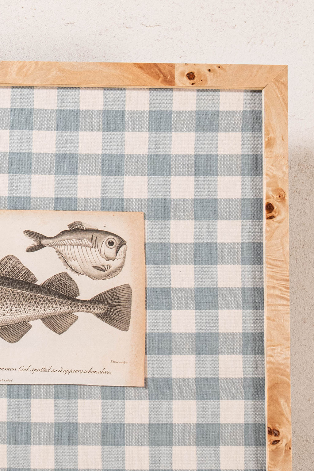 SET of 6 Antique English Fish Engravings (c. 1805) | Mounted on Chelsea Textiles Check 'Antique Blue' Fabric in Custom Contemporary Pale Burl Wood Frames