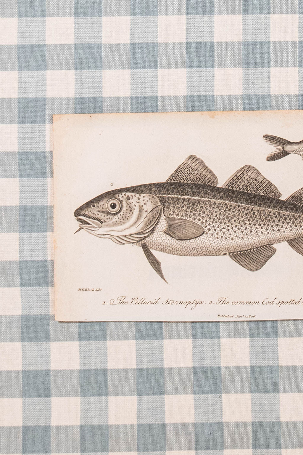 SET of 6 Antique English Fish Engravings (c. 1805) | Mounted on Chelsea Textiles Check 'Antique Blue' Fabric in Custom Contemporary Pale Burl Wood Frames