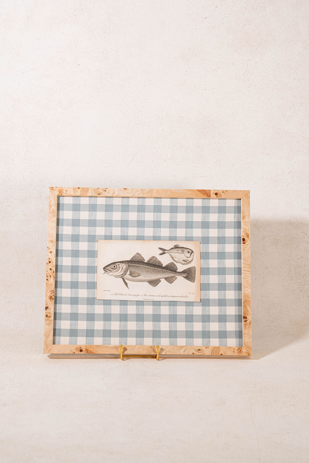 SET of 6 Antique English Fish Engravings (c. 1805) | Mounted on Chelsea Textiles Check 'Antique Blue' Fabric in Custom Contemporary Pale Burl Wood Frames