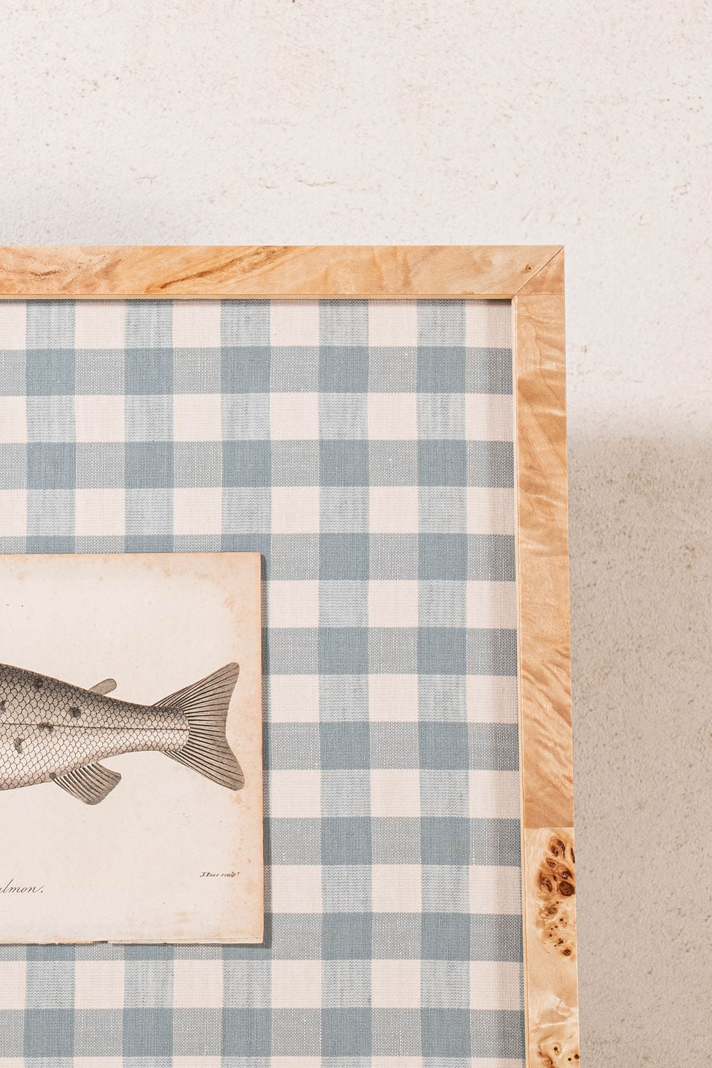SET of 6 Antique English Fish Engravings (c. 1805) | Mounted on Chelsea Textiles Check 'Antique Blue' Fabric in Custom Contemporary Pale Burl Wood Frames