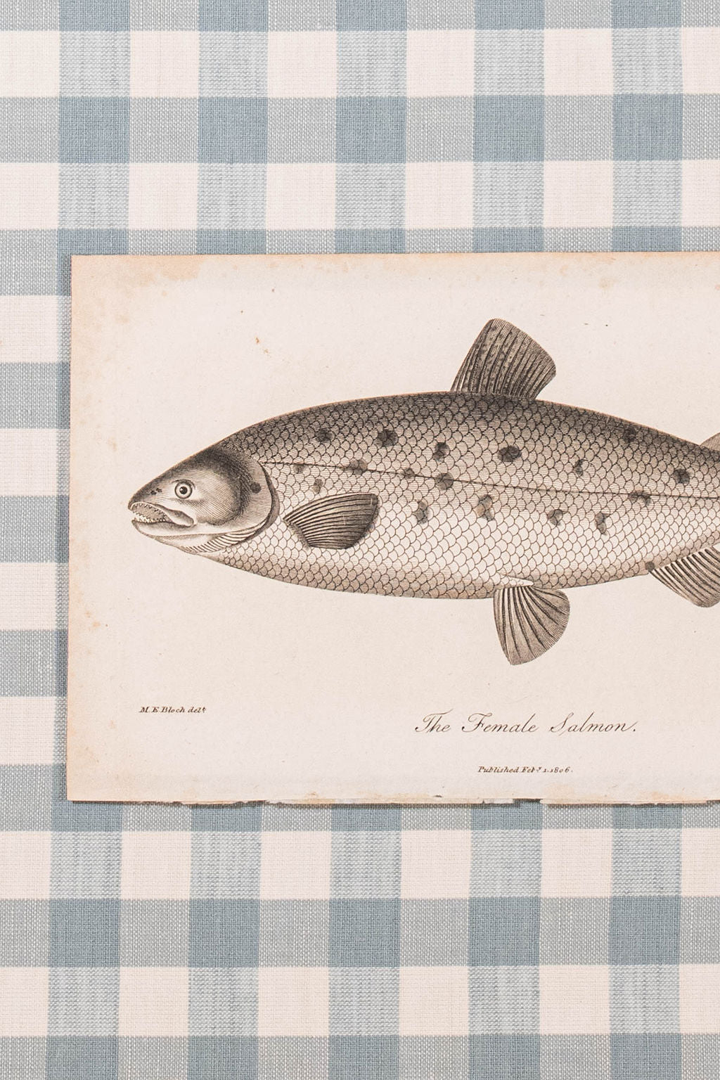 SET of 6 Antique English Fish Engravings (c. 1805) | Mounted on Chelsea Textiles Check 'Antique Blue' Fabric in Custom Contemporary Pale Burl Wood Frames