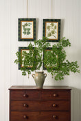 Load image into Gallery viewer, SET of 4 | Vintage English Trowbridge Leaf Prints in Hand Painted Green Check Frame
