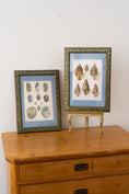Load image into Gallery viewer, Vintage Sea Shell Print
