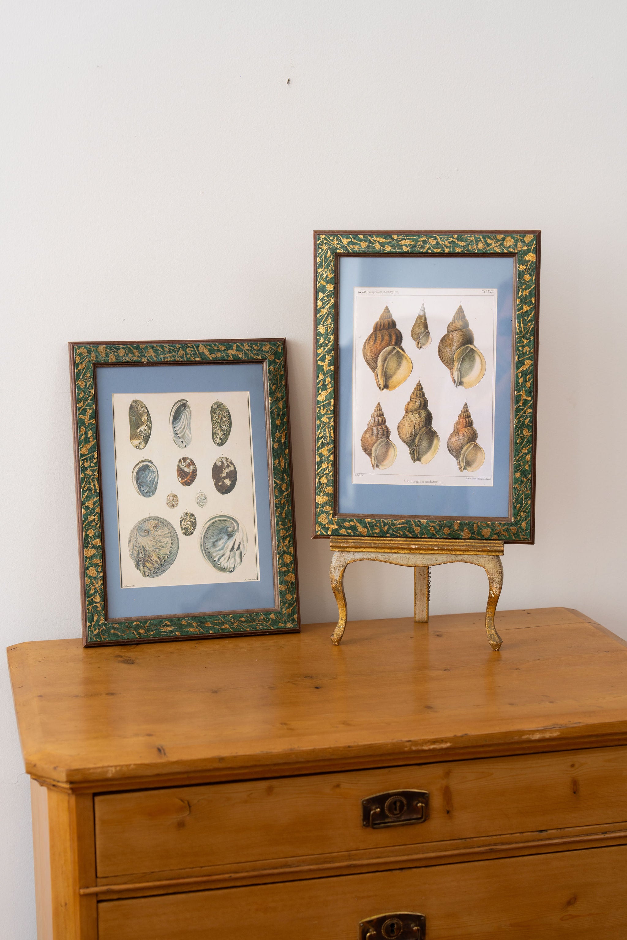 Vintage Sea Shell Print