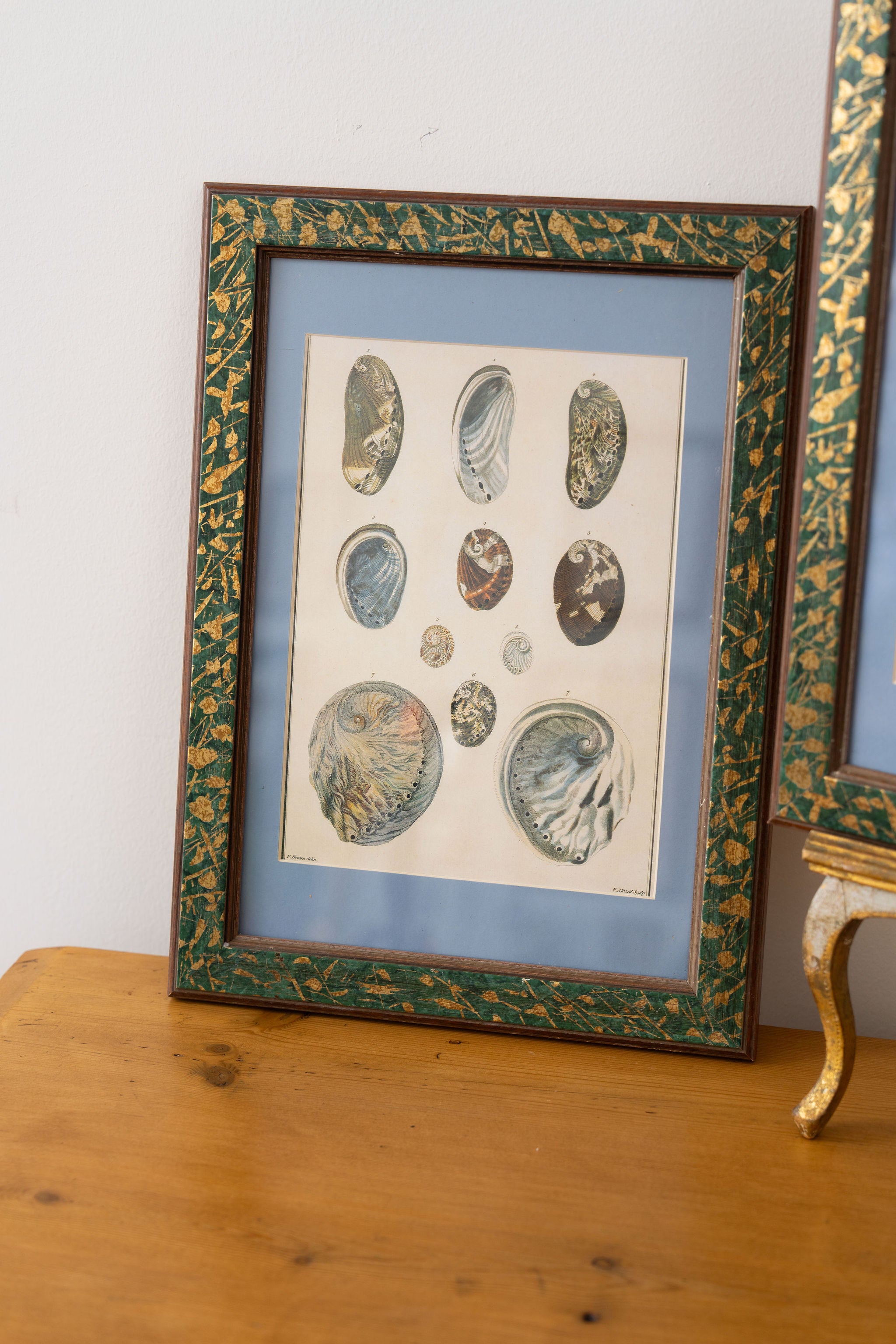 Vintage Sea Shell Print