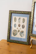 Load image into Gallery viewer, Vintage Sea Shell Print
