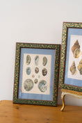 Load image into Gallery viewer, Vintage Sea Shell Print
