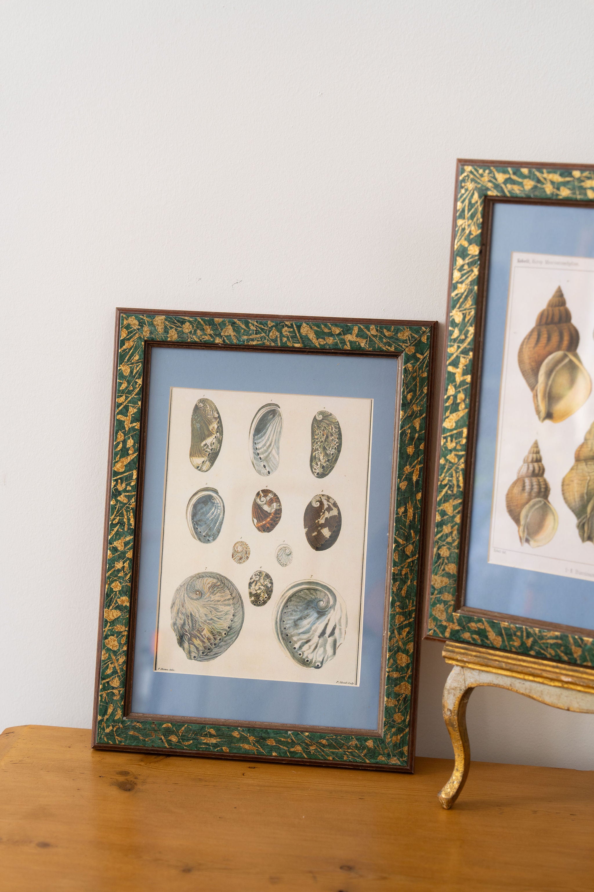 Vintage Sea Shell Print