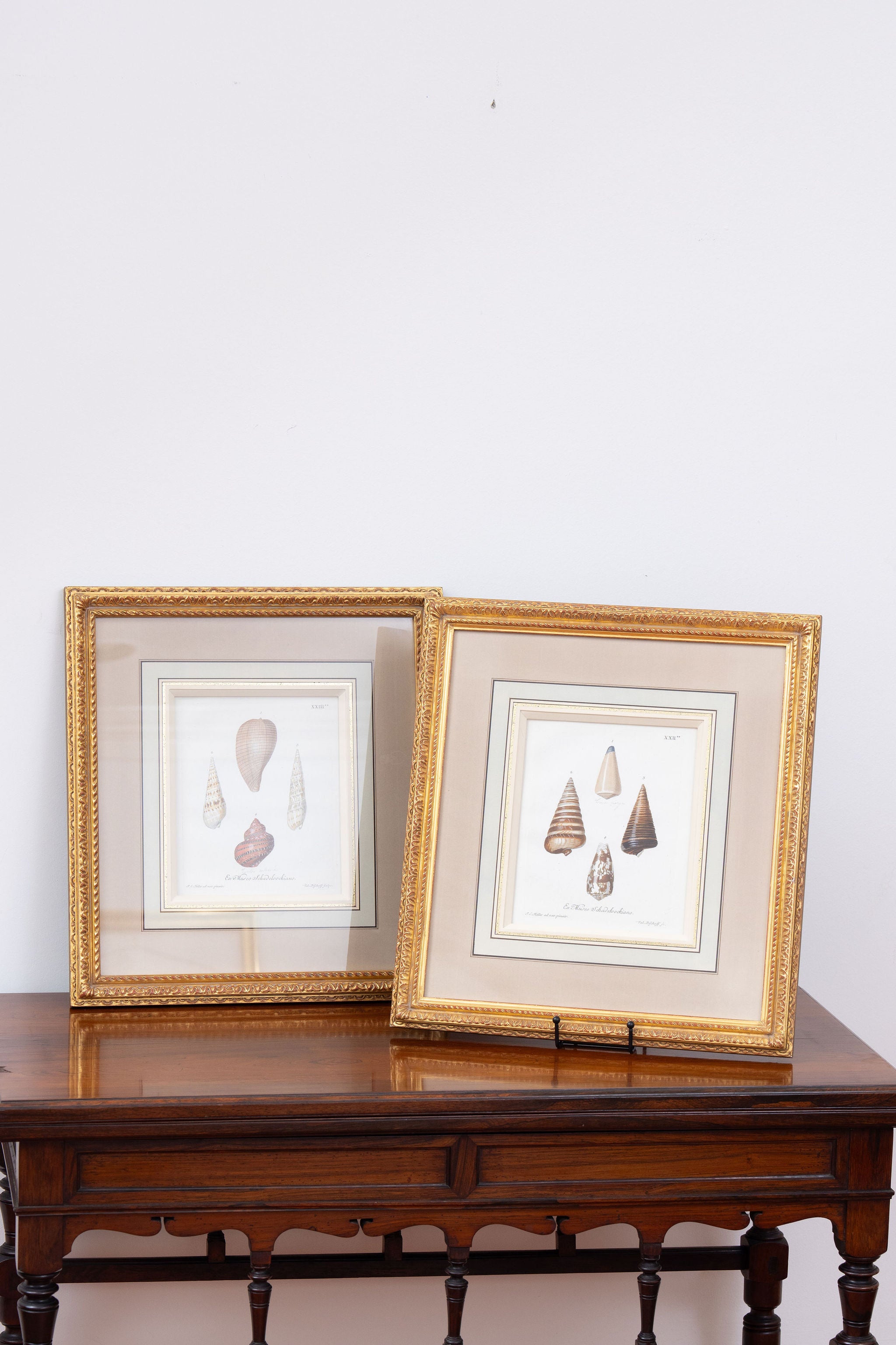 Antique 1764 Hand Colored Copperplate Engraving of Sea Shells by George Wolfgang Knorr (PAIR)