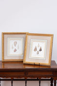 Load image into Gallery viewer, Antique 1764 Hand Colored Copperplate Engraving of Sea Shells by George Wolfgang Knorr (PAIR)
