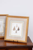 Load image into Gallery viewer, Antique 1764 Hand Colored Copperplate Engraving of Sea Shells by George Wolfgang Knorr (PAIR)
