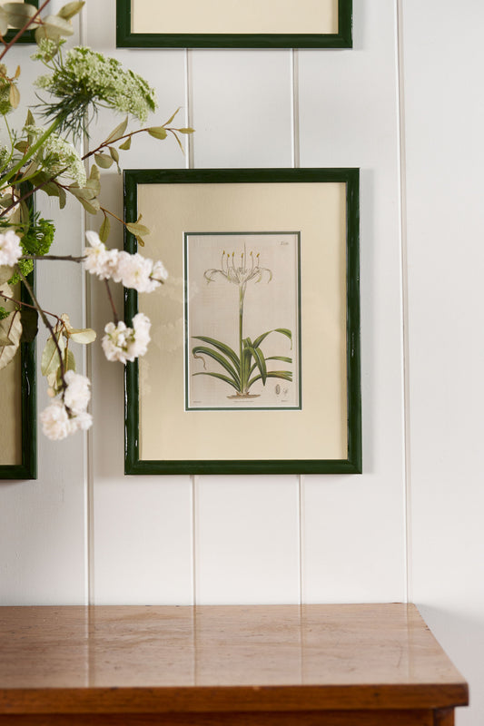 Antique Botanical Hand Colored Bookplates in Contemporary Green Lacquer Frames