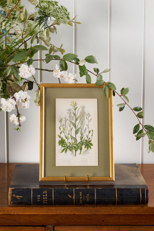 Antique Botanical Engraving (c. 1870) | Floating on Sage Linen in Contemporary Gold Frame