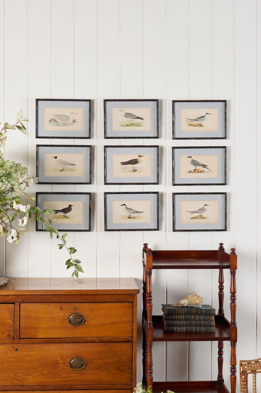 Antique Hand Colored Bird Engraving (c. 1865) | in Contemporary Black Bamboo Frame