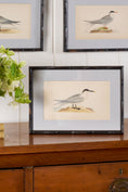 Load image into Gallery viewer, Antique Hand Colored Bird Engraving (c. 1865) | in Contemporary Black Bamboo Frame
