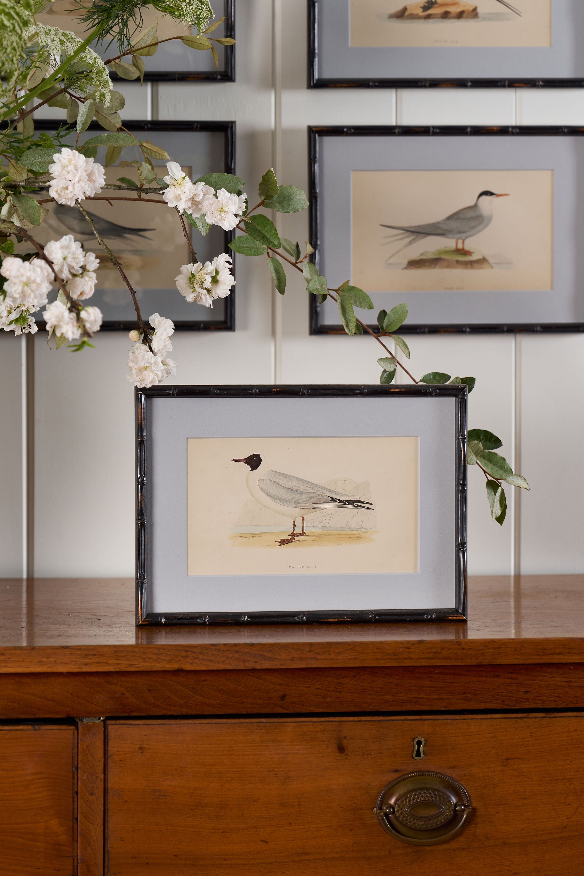 Antique Hand Colored Bird Engraving (c. 1865) | in Contemporary Black Bamboo Frame