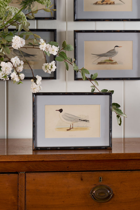 Antique Hand Colored Bird Engraving (c. 1865) | in Contemporary Black Bamboo Frame