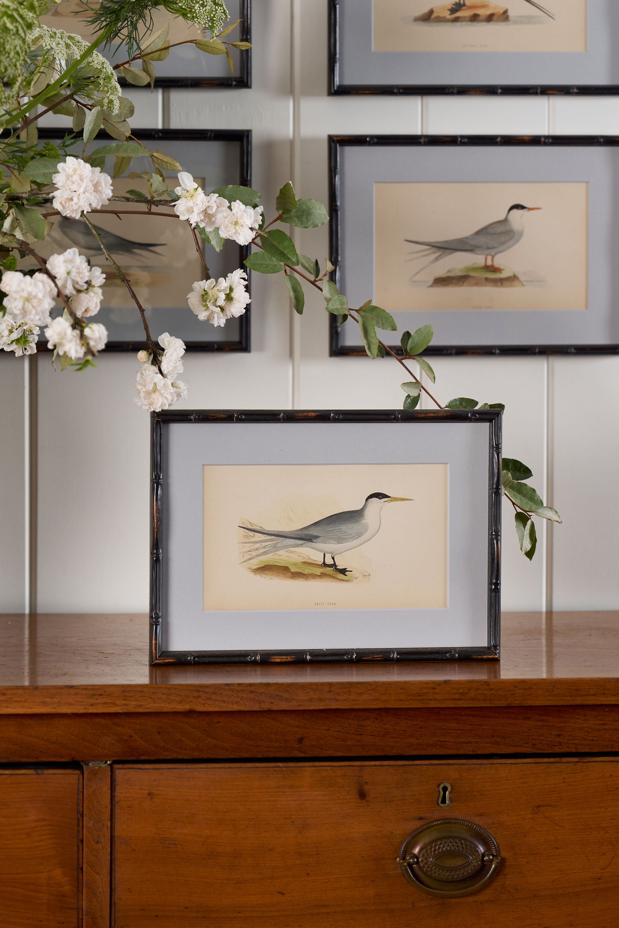 Antique Hand Colored Bird Engraving (c. 1865) | in Contemporary Black Bamboo Frame