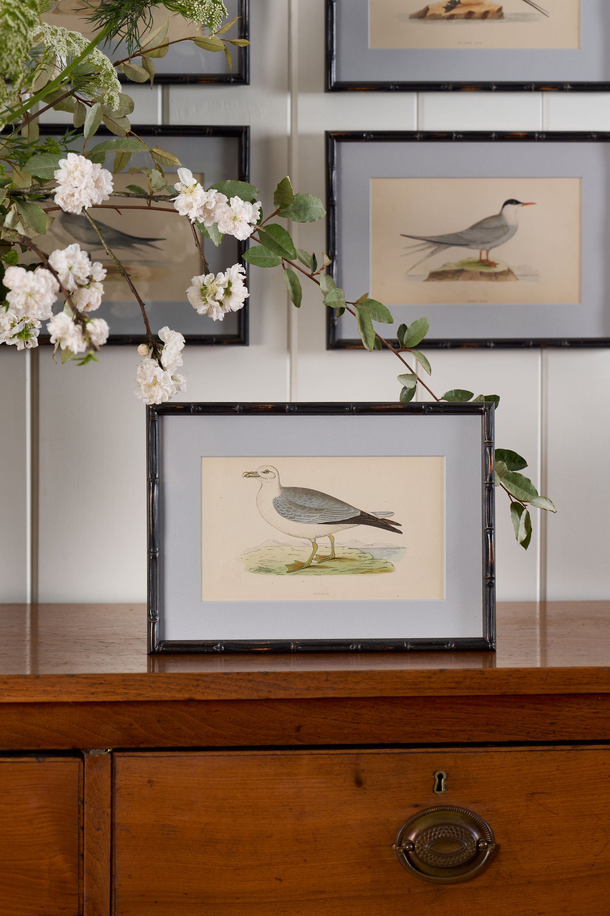 Antique Hand Colored Bird Engraving (c. 1865) | in Contemporary Black Bamboo Frame