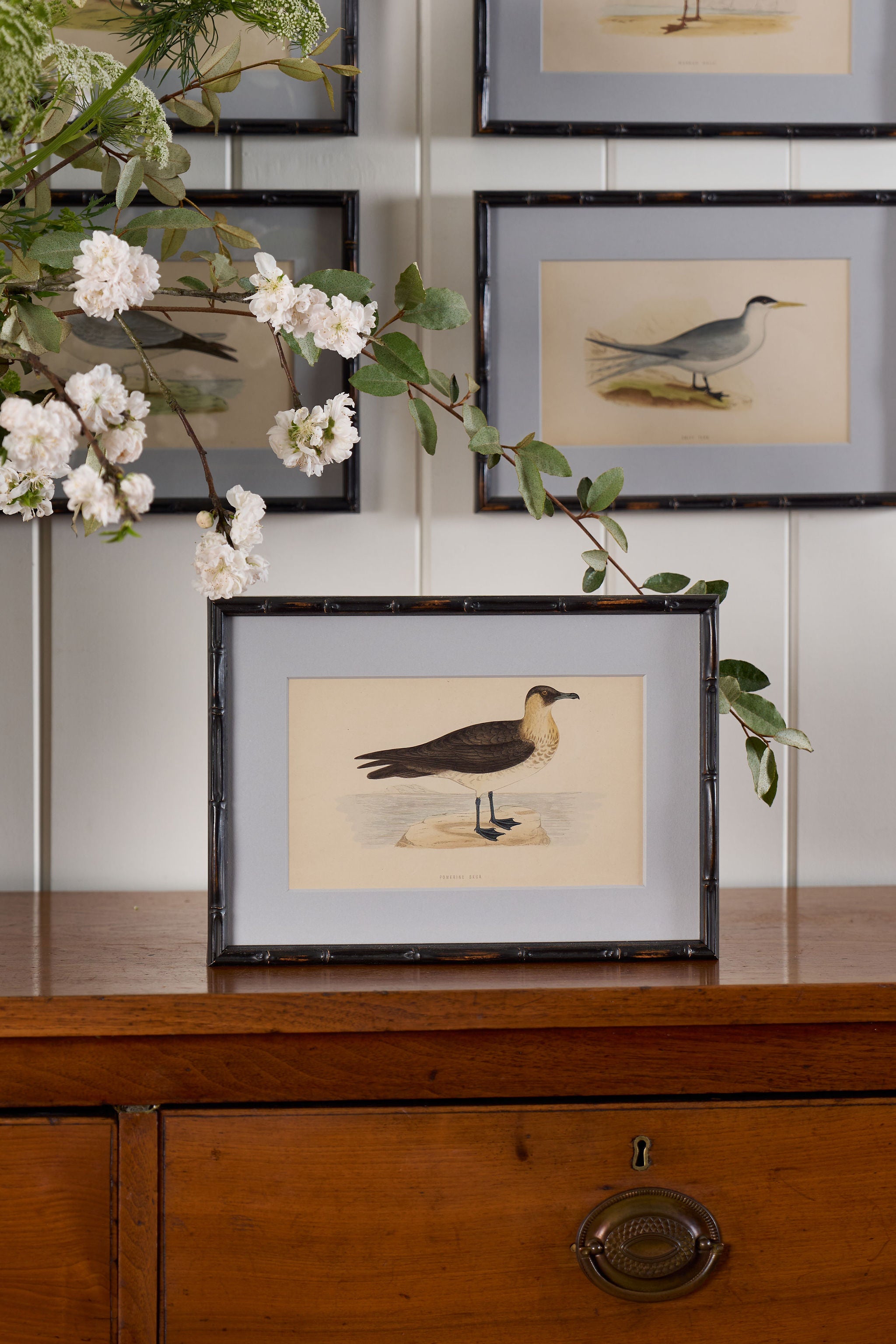 Antique Hand Colored Bird Engraving (c. 1865) | in Contemporary Black Bamboo Frame