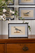 Load image into Gallery viewer, Antique Hand Colored Bird Engraving (c. 1865) | in Contemporary Black Bamboo Frame
