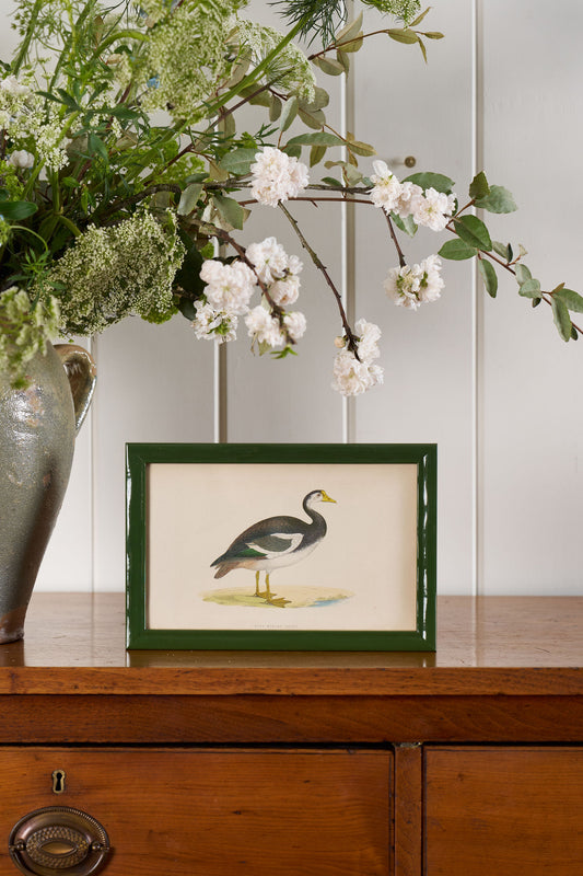 Antique Hand Colored Goose Engraving (c. 1865) | in Contemporary Green Lacquer Frame