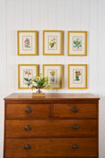 Load image into Gallery viewer, Antique Hand Colored Botanical (c. 1823) | Double Matted + Custom Farrow & Ball 'India Yellow' Frame
