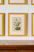 Load image into Gallery viewer, Antique Hand Colored Botanical (c. 1823) | Double Matted + Custom Farrow & Ball 'India Yellow' Frame
