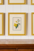 Load image into Gallery viewer, Antique Hand Colored Botanical (c. 1823) | Double Matted + Custom Farrow & Ball 'India Yellow' Frame
