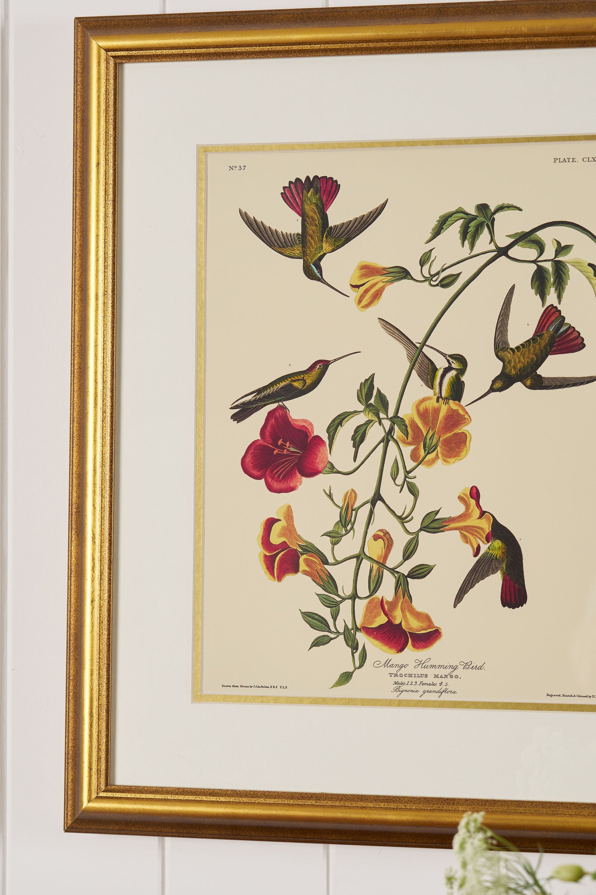 PAIR of Vintage Framed John J. Audubon Hummingbird Prints | "Columbian Hummingbird" + "Mango Hummingbird"