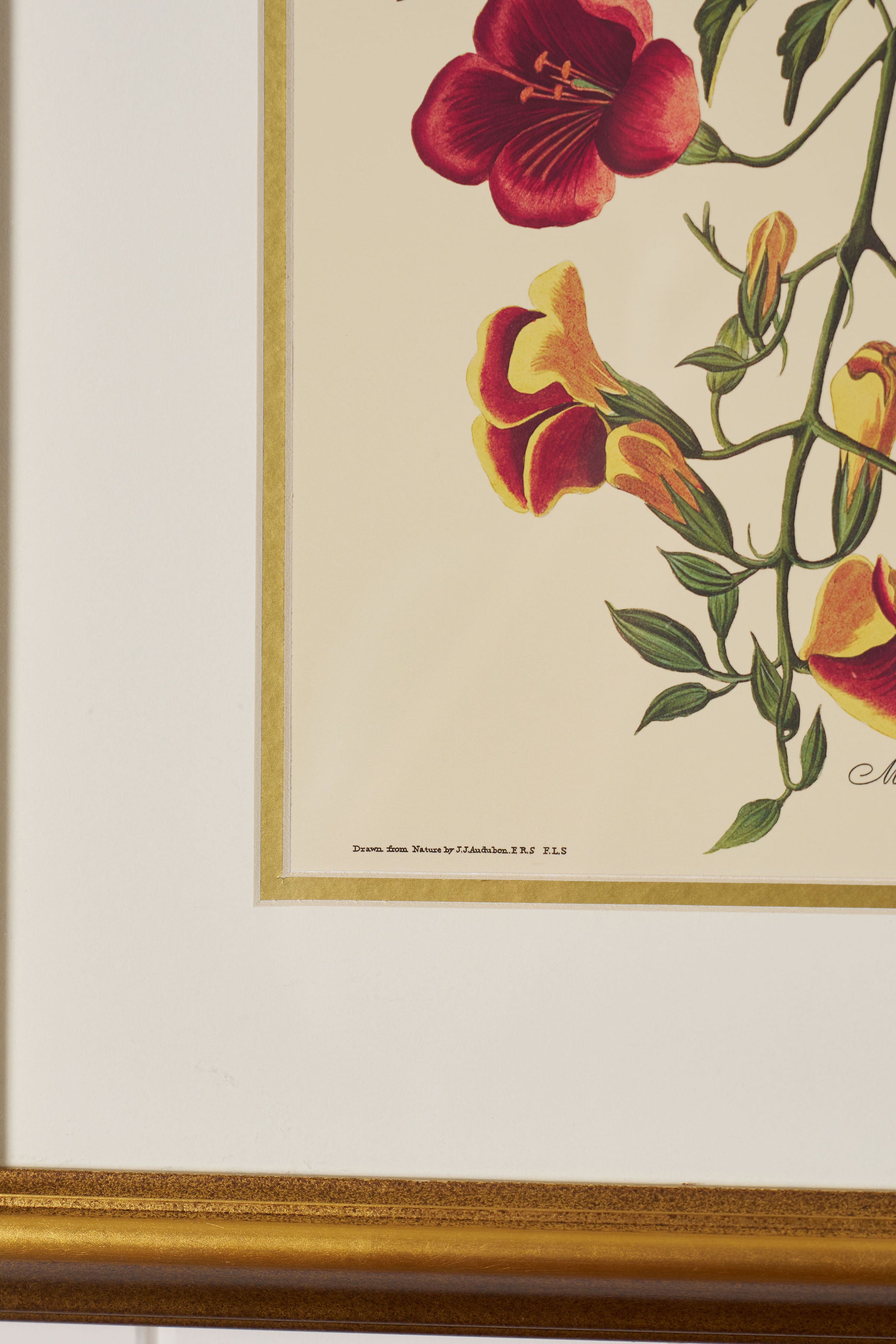 PAIR of Vintage Framed John J. Audubon Hummingbird Prints | "Columbian Hummingbird" + "Mango Hummingbird"