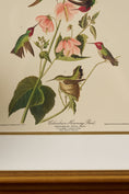 Load image into Gallery viewer, PAIR of Vintage Framed John J. Audubon Hummingbird Prints | "Columbian Hummingbird" + "Mango Hummingbird"
