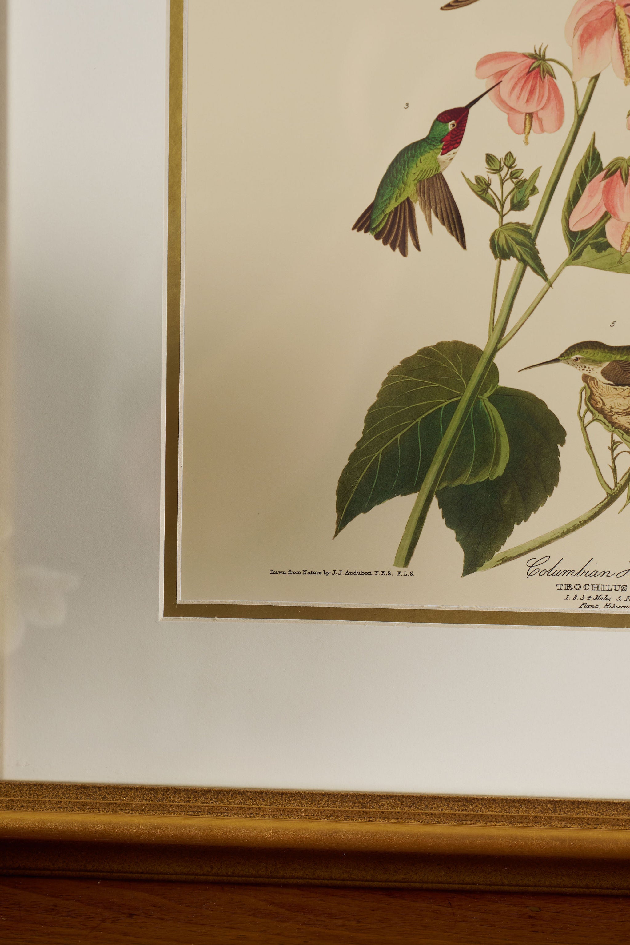 PAIR of Vintage Framed John J. Audubon Hummingbird Prints | "Columbian Hummingbird" + "Mango Hummingbird"