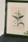 Load image into Gallery viewer, Antique Botanical Hand Colored Bookplates in Contemporary Green Lacquer Frames
