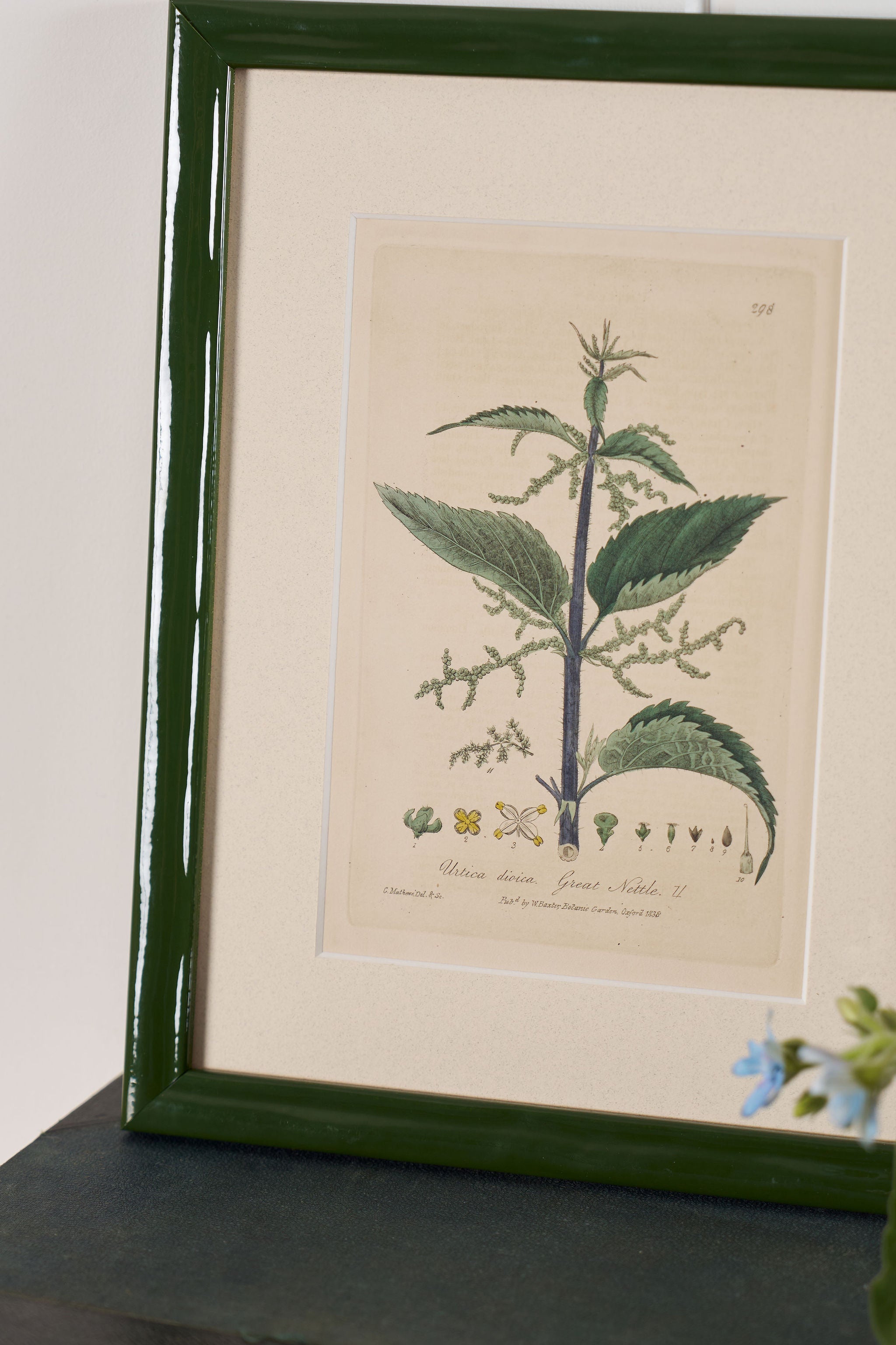 Antique Botanical Hand Colored Bookplates in Contemporary Green Lacquer Frames