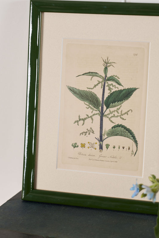Antique Botanical Hand Colored Bookplates in Contemporary Green Lacquer Frames