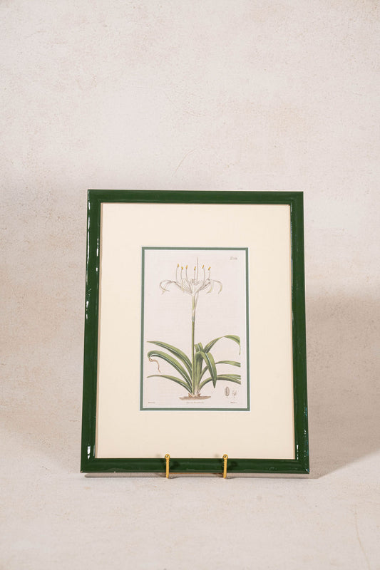 Antique Botanical Hand Colored Bookplate in Contemporary Green Lacquer Frame