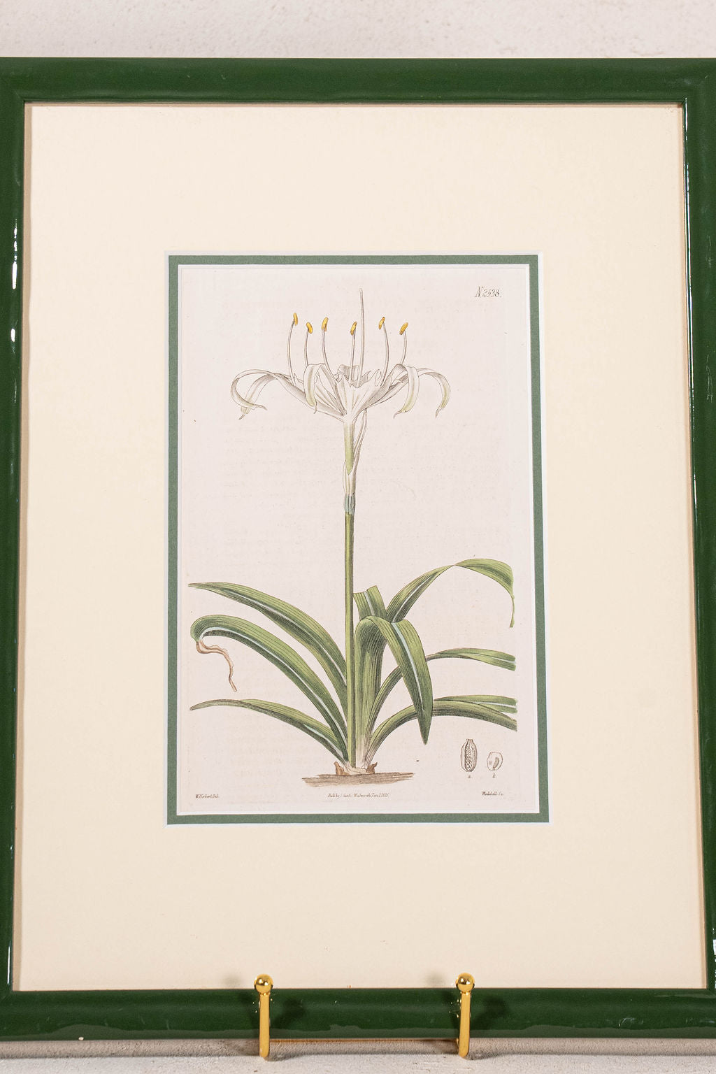 Antique Botanical Hand Colored Bookplate in Contemporary Green Lacquer Frame