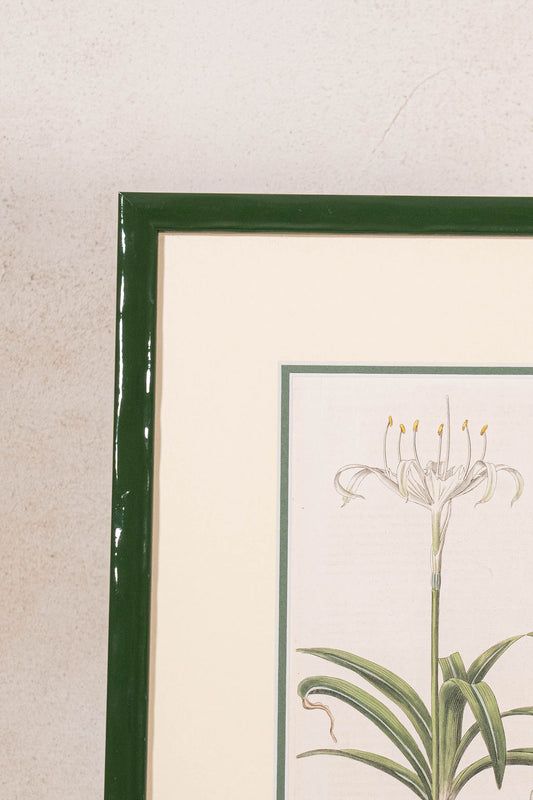 Antique Botanical Hand Colored Bookplate in Contemporary Green Lacquer Frame